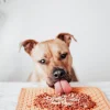 kosttilskud hund