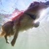 Non-stop Protector life jacket - Image 8