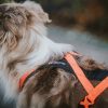 Non-stop Rush harness - Image 4