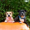 Peanut balancebold med pigge - Image 3