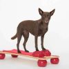 balance hund