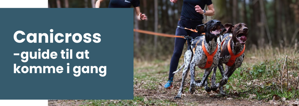 Kom i gang med Canicross