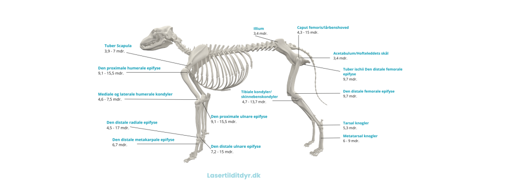 hund udvokset