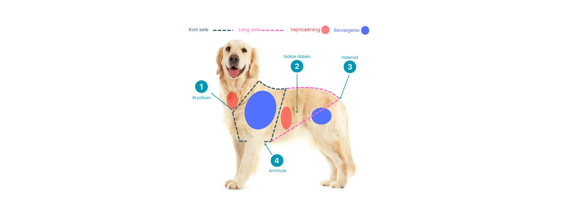 Hvordan skal selen sidde på din hund?